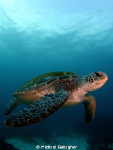 Green Sea Turtle, Byron Bay, Australia by Michael Gallagher 